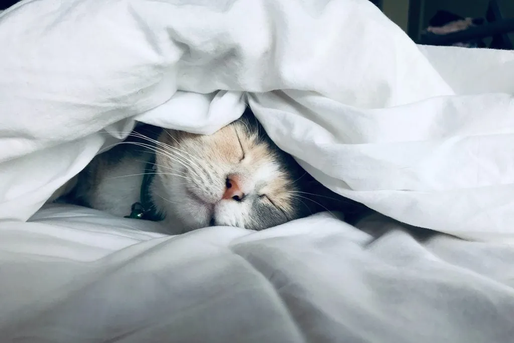 The Stages of Sleep: Everything You Need to Know